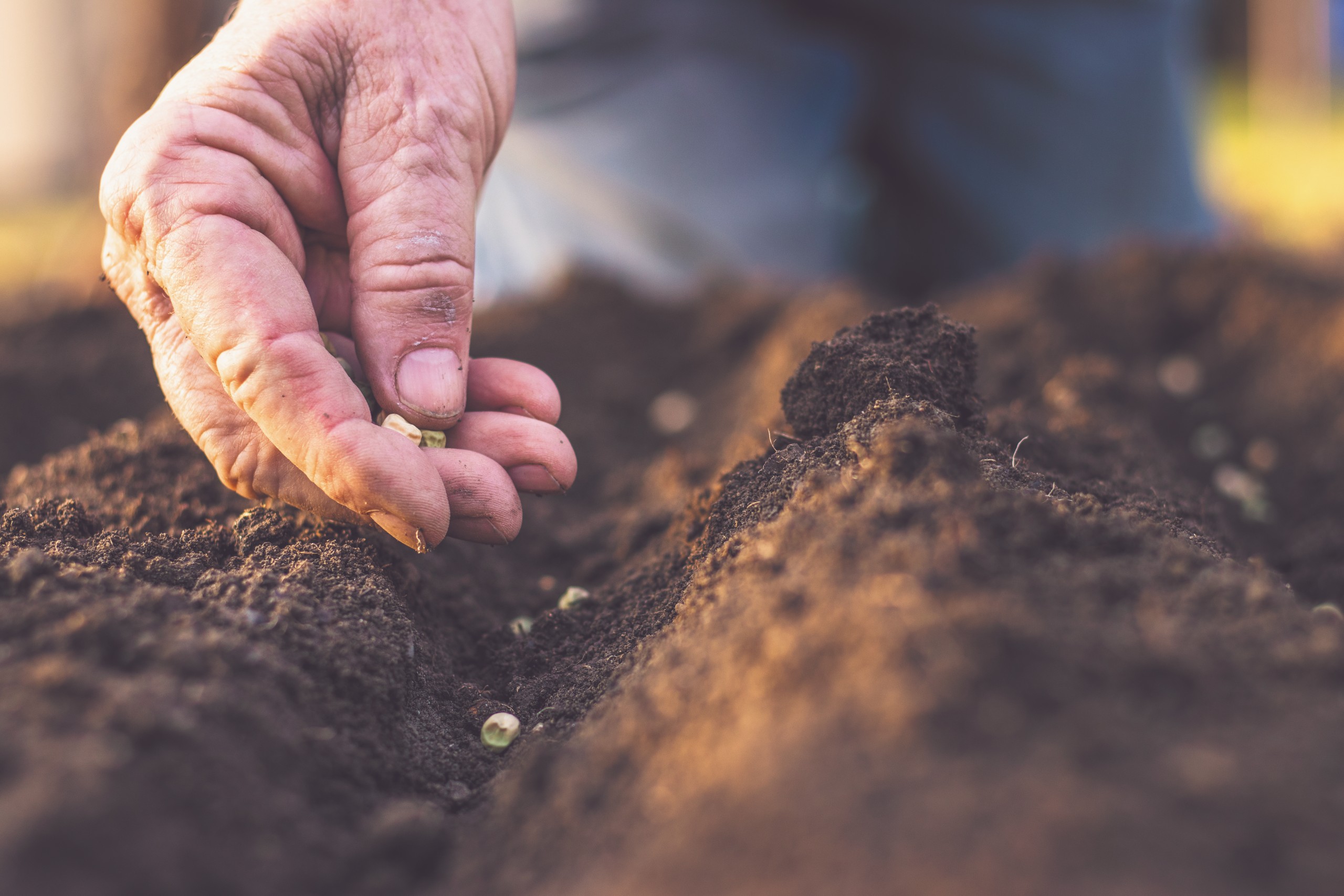 work-worn hand dropping seeds into soil